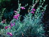 Penstemon heterophyllus - 