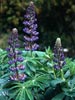 Lupinus polyphyllus - 