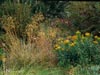 Solidago canadensis - 