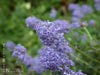 Ceanothus 'Tilden Park' - 