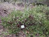 Arctostaphylos edmundsii 'Big Sur' - 