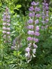 Lupinus arboreus - 