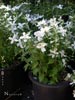 Philadelphus microphyllus 'Desert Snow' - 