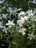 Philadelphus microphyllus 'Desert Snow' - 