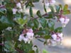 Arctostaphylos 'Winterglow' - 