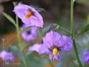 Solanum xantii 'Salmon Creek' - 