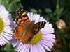 Erigeron glaucus 'Bountiful' - 