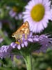 Erigeron glaucus 'Bountiful' - 