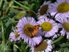 Erigeron glaucus 'Bountiful' - 