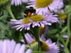 Erigeron glaucus 'Bountiful' - 