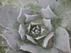 Dudleya brittonii - 